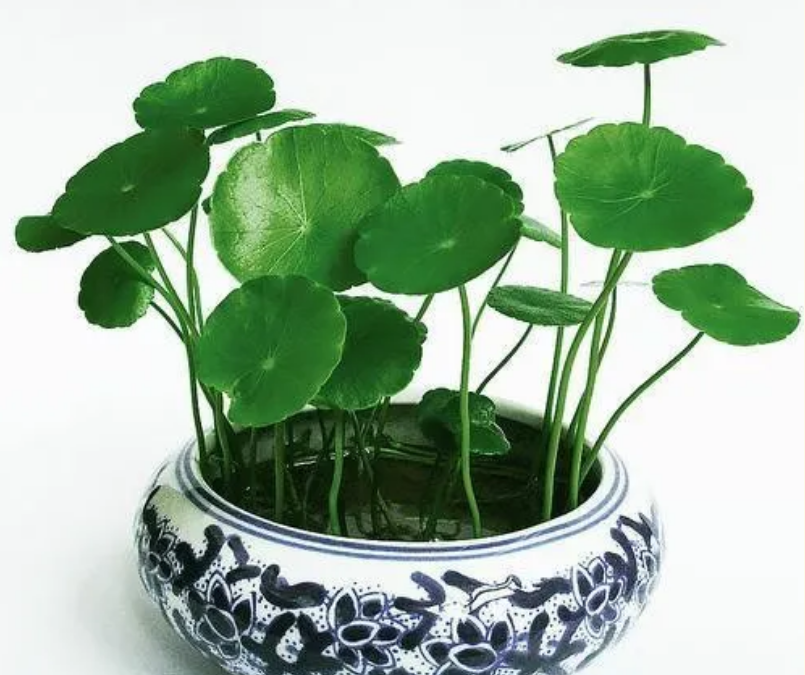 阳台种什么植物风水好又旺财？阳台最旺财的十种植物
